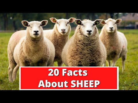 20 Facts About Sheep