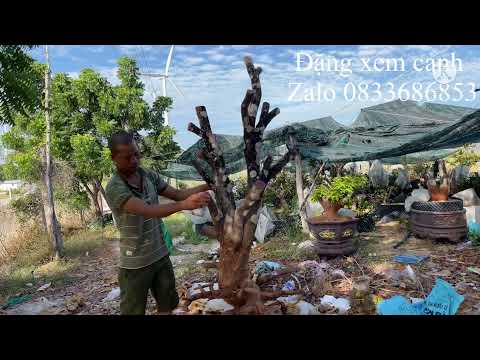 Xin giao lưu cùng anh em hai cây mai cát tàn thiên nhiên.anh em nào hợp gu thì alo em nha.cám ơn a e