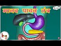 मानव पाचन तंत्र 3D एनीमेशन Human Digestive System Animated 3