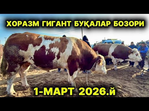 ХОРАЗМ ГИГАНТ БУҚАЛАР БОЗОРИ УРГАНЧ ҒОЙБУ 1-март 2026 г.