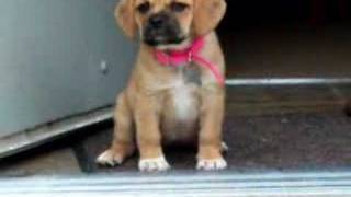 Just thinking about going down the stairs is cute enough for her.