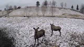 preview picture of video 'The Moose Garden in Orrviken, Sweden'
