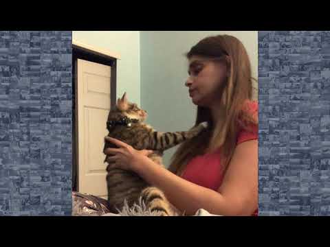 Not Feline Affectionate: Cat Born With 4 Ears Refuses Owner's Kisses