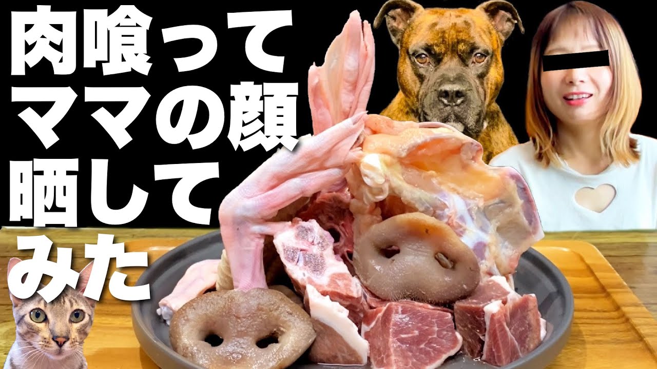 【大食い犬ASMR】生肉爆食いしてママの顔晒してみたwww【飯テロ/MUKBANG】