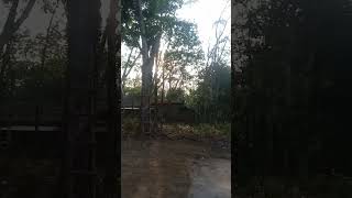 Download lagu Aku hanya seorang petani karet biasa #cover #feedshorts #music #feedshortsyoutube mp3