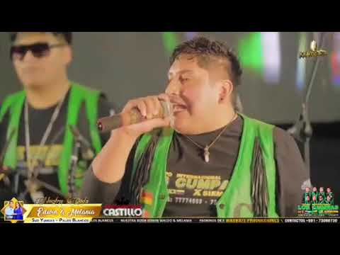 LOS CUMPAS X SIEMPRE En vivo 2025 Mix Exitos En La Paz Los Yungas Palos Blancos Bolivia 🇧🇴