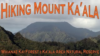 Hiking Mount Ka'ala