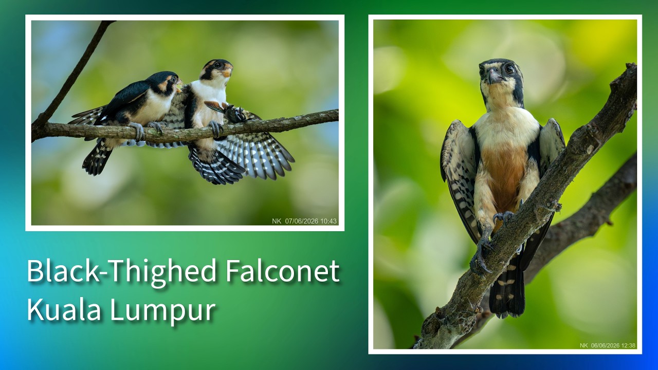 Black-Thighed Falconet