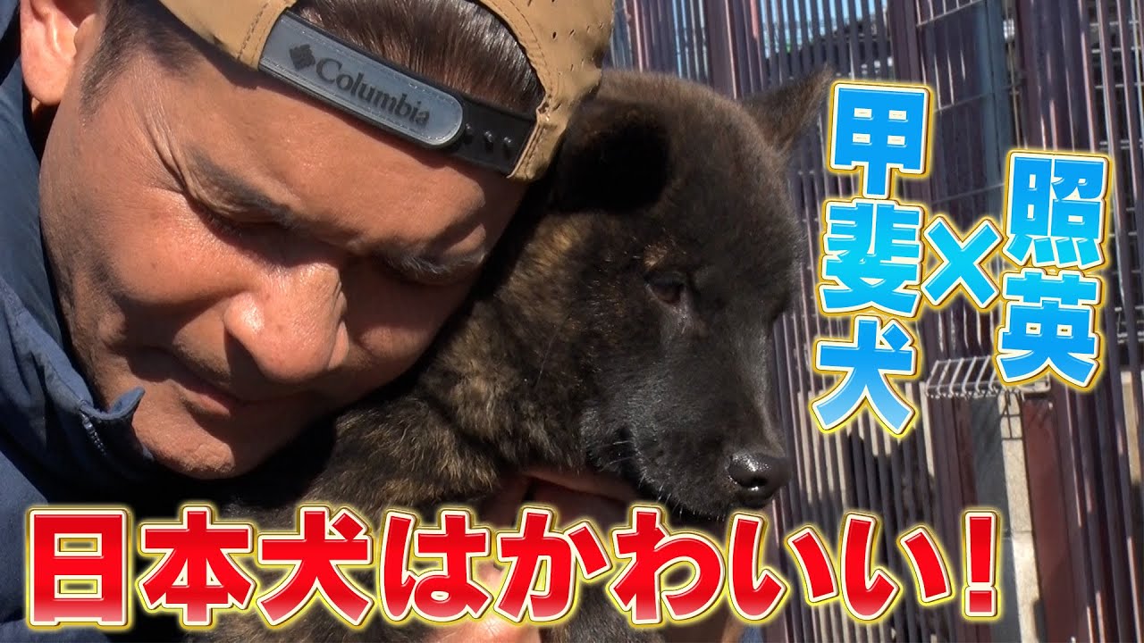 照英がたくさんのカワイイ甲斐犬と出会った！