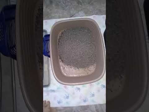 Yesterday's News, Day 1 Clumping Cat Litter Test