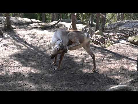 Porojooga, reindeer yoga
