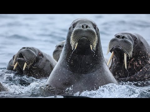 Eisbären, Walrosse, Gletscher - Franz-Josef-Land in der hohen Arktis