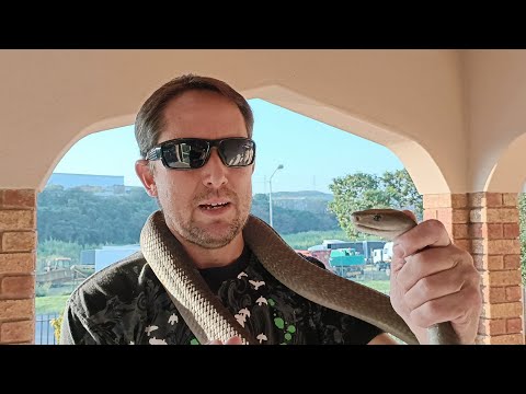 BLACK MAMBA CORNERED DURING HUMAN ENCOUNTER!