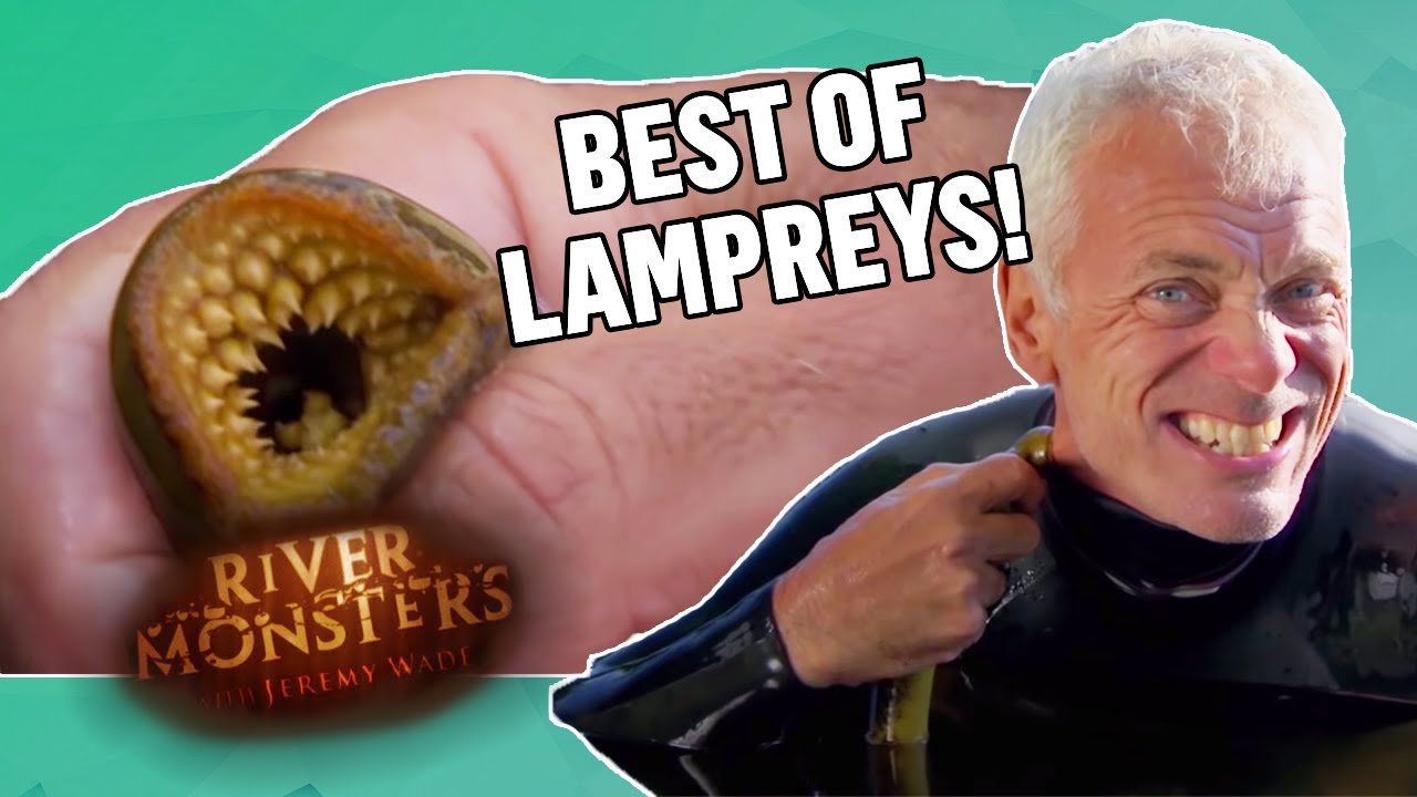 The BEST OF LAMPREYS! | COMPILATION | River Monsters