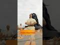 21 Day Classical Hatha Yoga Program