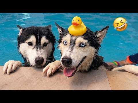 These Funny Dogs And Cats Will Absolutely Make Your Day Better 😂🐾 - Hilarious Pets 🤣🔥