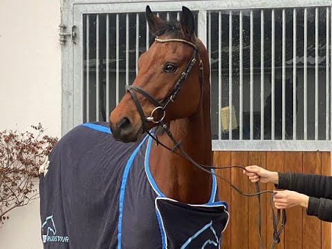 CAVALAIRE 5j. v. Casallco - Quintero