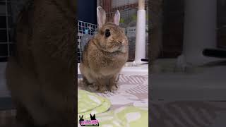 ここにいます🐇