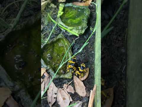 Pralesnicka zltopasava (Dendrobates leucomelas)