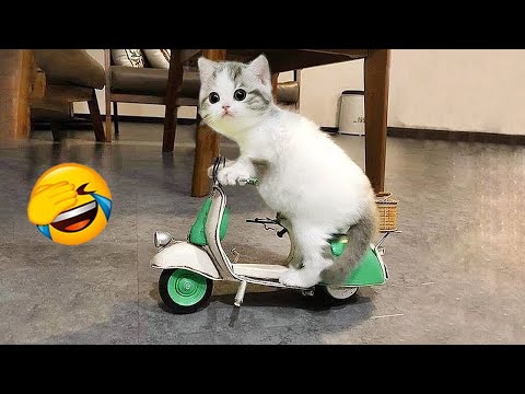 Try Not To Laugh Cats | Funniest Cat Videos In The World | Funny Animal Videos #157