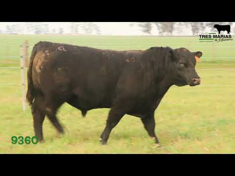 RP: 9360. Toro Reproductor PC. Cabaña Tres Marias. 3º Corral. Gregorio Aberasturi SRL.