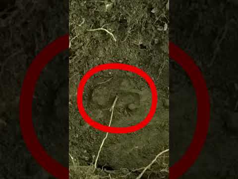 Im SCHÜTZENGRABEN auf Schatzsuche - Funde aus dem zweiten Weltkrieg