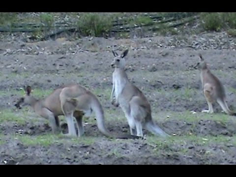 , title : 'Beekeeping: Kangaroos & Wood Ducks At My Main Bee Site.'