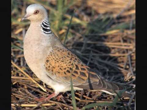 kaccaturi maltin 2010