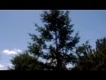 Sunworshipper- Mylo