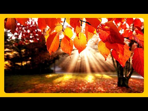 Beautiful Autumn Scenery Colors of Nature🍁Fall Leaf Colors & RELAXING MUSIC HD 1080P Screensaver