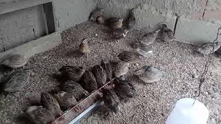 Quantos Ovos Uma Codorna Bota Por Dia