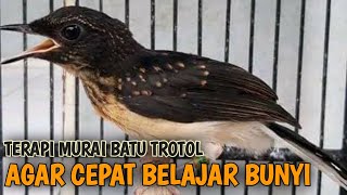 Download lagu Suara Murai Batu TROTOL Belajar Bunyi , Pancingan AMPUH MB Anakan (PAUD) supaya cepat NGEPLONG GACOR mp3 Download lagu Suara Murai Batu TROTOL Belajar Bunyi , Pancingan AMPUH MB Anakan (PAUD) supaya cepat NGEPLONG GACOR mp3