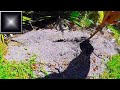 Fire Ants Caught Talking On Video - Not A Joke