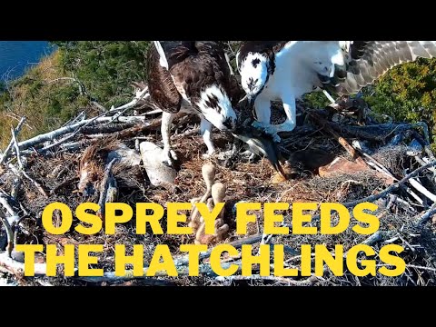 The  father osprey brought a live fish and the mother osprey patiently fed the hatchlings!