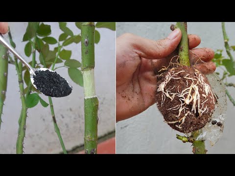 If you know how to use bananas to propagate roses you will never throw away bananas again