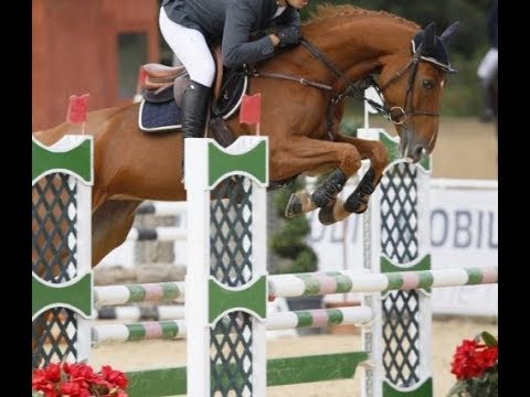 2013 Westfalian mare by HERMES DE LUX ! www.sporthorses-online.com