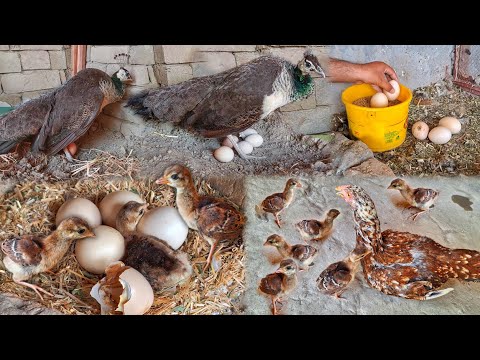 Hen Hatching 5 Peacock Eggs || Peacock New Barn Colourful Baby || Peacock Hatching And Laying Eggs