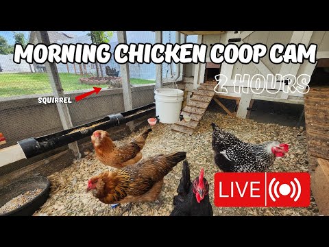 2 heures de caméra matinale pour le poulailler - poules de basse-cour et écureuils amusants