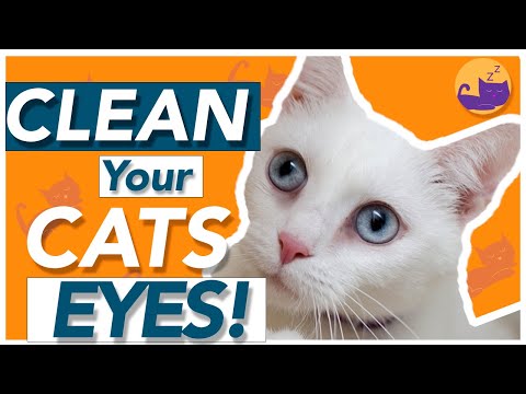 How to Clean Cats Eyes and Tear Stains - Why Do They Get SO Gunky!?