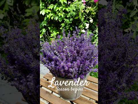 фото лаванда узколистная «услада» 0