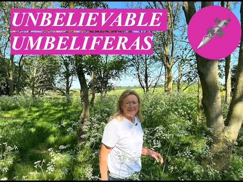 UNBELIEVABLE UMBELIFERAS