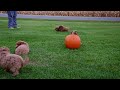 Cockapoo dogs for sale: Pickle - Video 1