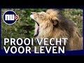Leeuw valt prooi aan voor ogen van safarigangers | NU.nl