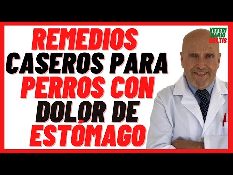 🟢  Remedios CASEROS y COMIDA Para Perros con DOLOR DE ESTÓMAGO🟢 Aloe Vera, Calabaza, Dieta Blanda
