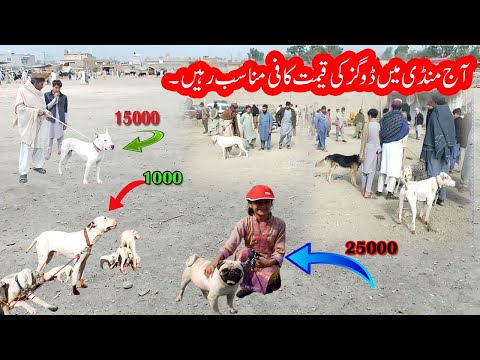 Pakistan Big Dogs Market | video part 2 | 21-01-2024 | Dog Mandi | Mubashir info