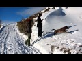 Giotto Labrador Chocolate Going Crazy For Snow