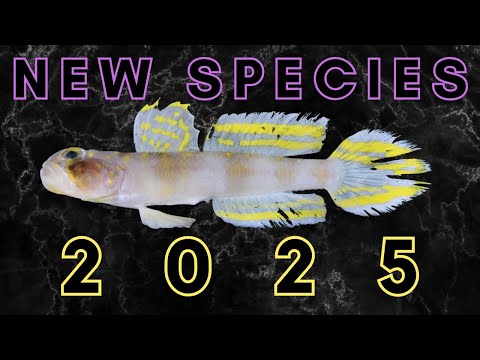 25 New Species Described in 2025
