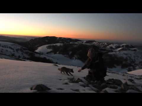 Alba sul Carbonara con volpe nel Parco delle Madonie