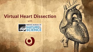 Virtual Heart Dissection with the DENVER MUSEUM OF NATURE & SCIENCE
