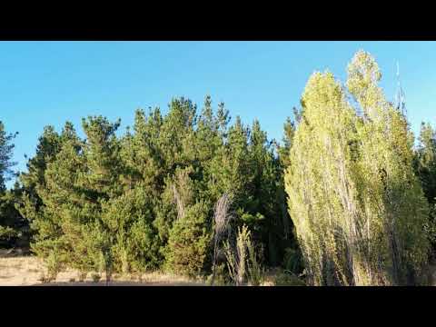 Terrenos agrícolas y parcelas en venta Laja- San Rosendo